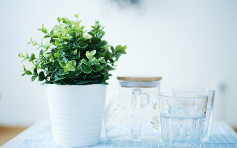 自己除甲醛要注意什么？新房装修后，除甲醛必知的5个有效妙招！